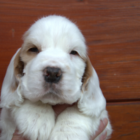 Cuccioli cocker spaniel inglese con PEDIGREE