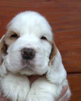 Cuccioli cocker spaniel inglese con PEDIGREE