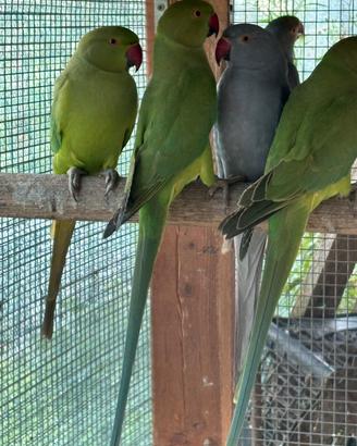 Parrocchetto dal collare pappagalli sessati verdi