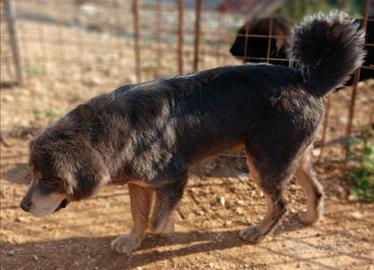 Mastino tibetano femmina