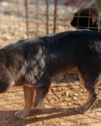Mastino tibetano femmina