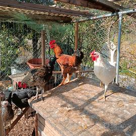 Galli per pollaio