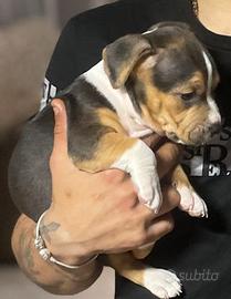 Cucciola di Pitbull tricolor