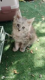 Maine Coon con pedigree