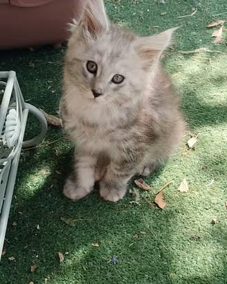 Maine Coon con pedigree