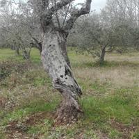 Piante di ulivo