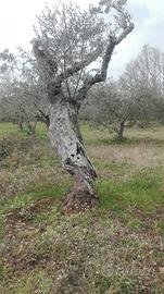 Piante di ulivo