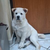 Cucciolo Chow chow 3 mesi