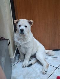 Cucciolo Chow chow 3 mesi