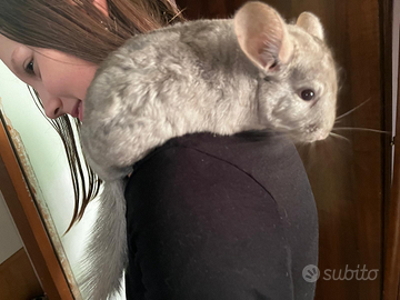 Cincillà maschio 6 mesi