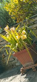 Orchidee da giardino