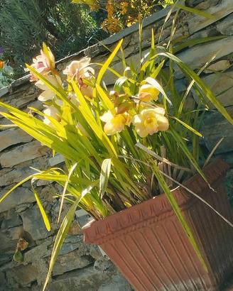 Orchidee da giardino