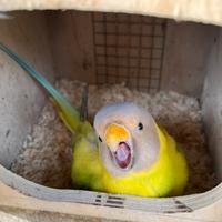 Testa di prugna mutati