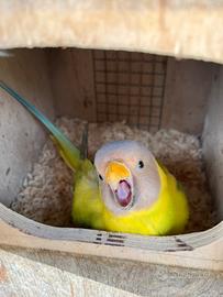 Testa di prugna mutati