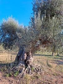 Terreno con 15 alberi di ulivi . buona resa
