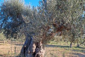 Terreno con 15 alberi di ulivi . buona resa