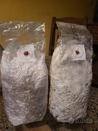 Micelio cardoncelli pleurotus