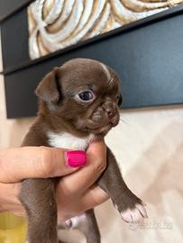 Chihuahua Pedigree Enci