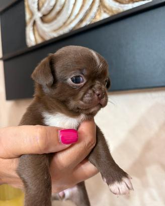 Chihuahua Pedigree Enci