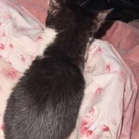 Gattina