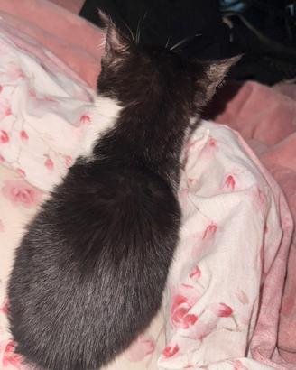 Gattina