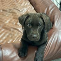 Cucciolo Labrador chocolate