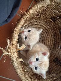 Caaa per due gattini gattini
