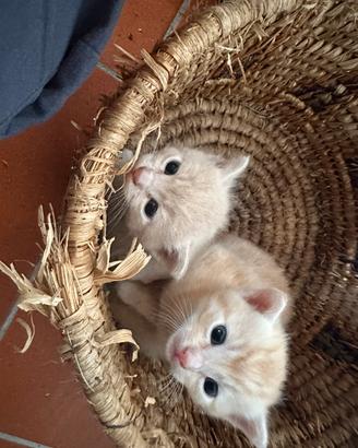 Caaa per due gattini gattini