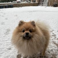 Accoppiamento Spiz di Pomerania