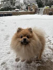 Accoppiamento Spiz di Pomerania