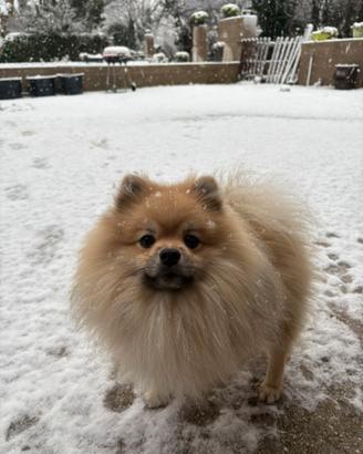 Accoppiamento Spiz di Pomerania