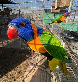 Lori - Rosselle di Penant - Rosselle comuni