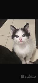 Gattini