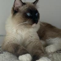 Ragdoll