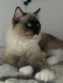 Ragdoll