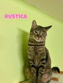 Rustica gattina tigrata di tre mesi