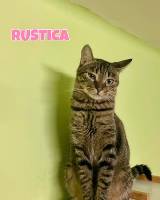 Rustica gattina tigrata di tre mesi