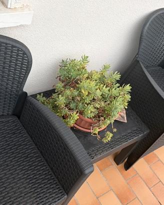 SET POLPTROCINE DA GIARDINO/TERRAZZO