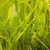 Piante acquario tropicale