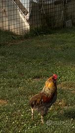 Gallo araucano