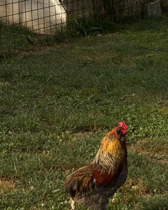 Gallo araucano
