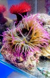 Anemoni Acquario Marino