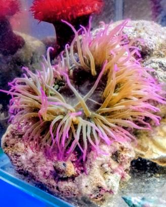 Anemoni Acquario Marino