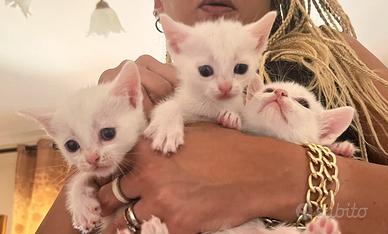 Gattini bianchi -khaomanee-