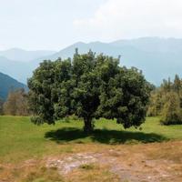 🌳 Giovani Alberi di Carrubo Pronti da Piantare! 