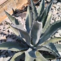 Pianta agave Americana