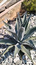 Pianta agave Americana