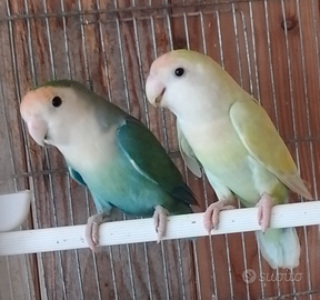 Inseparabili
