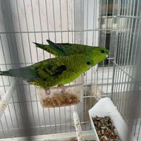 Parrocchetto barrato