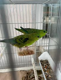 Parrocchetto barrato